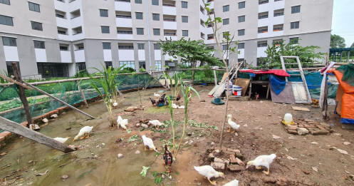 Cám cảnh khu nhà tái định cư ở Hà Nội không một ai ở, xây xong để.... nuôi gà, vịt
