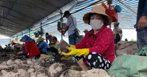 ‘Tắc đường’ sang Trung Quốc, khoai chất đống, mít dội chợ, dân trắng tay