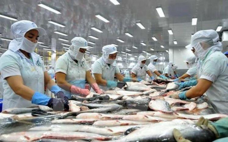 cá tra: Xuất khẩu cá tra sang EU 5 tháng giảm mạnh