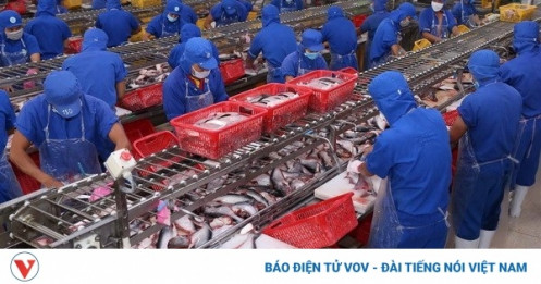 cá tra: Xuất khẩu cá tra sang EU 5 tháng giảm mạnh