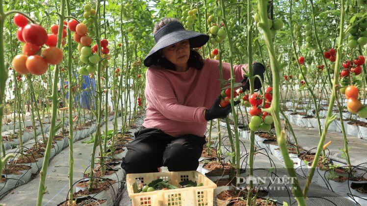 Lâm Đồng: Giá thuê đất nông nghiệp "trên trời" khiến nhà đầu tư “e ngại”