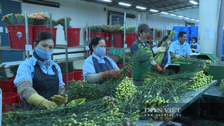 Lâm Đồng: Giá thuê đất nông nghiệp "trên trời" khiến nhà đầu tư “e ngại”