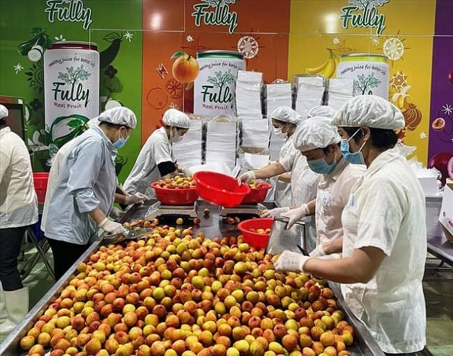 Vải thiều chín rộ bán đầy chợ Việt giá rẻ bèo, sang nước bạn có giá 1 triệu/hộp 12 quả