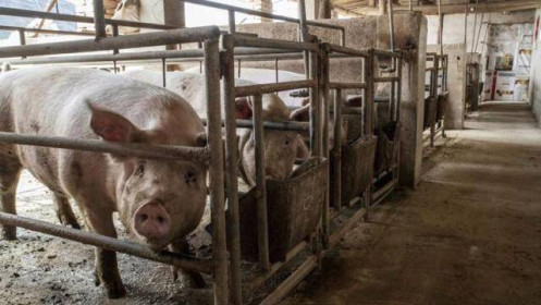Trung Quốc đối mặt khủng hoảng thừa thịt lợn, giá giảm một nửa trong 6 tháng