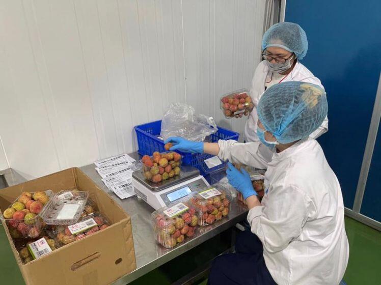 Vải thiều Việt Nam được doanh nghiệp Nhật Bản "đua" nhau nhập hàng