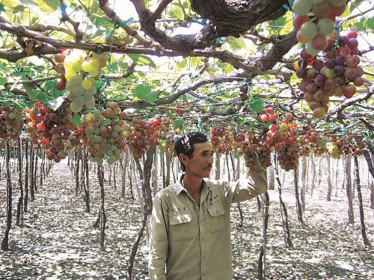 Nông sản chủ lực của tỉnh Ninh Thuận gặp khó về đầu ra do dịch