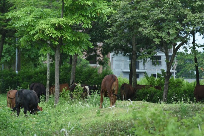 Hàng loạt biệt thự bỏ hoang, khu đô thị ở Hà Nội thành nơi chăn thả bò