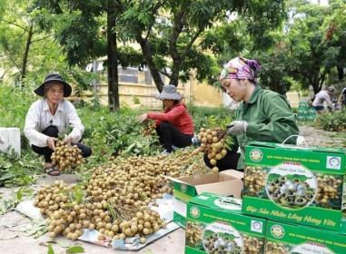 Mở rộng cơ hội xuất khẩu cho trái nhãn Việt Nam