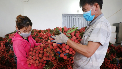 Rau quả Việt Nam xuất khẩu sang Mỹ tăng mạnh trong 6 tháng đầu năm
