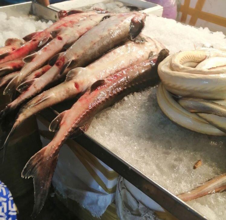 Bất chấp những chỉ đạo 'nóng', cá tầm Trung Quốc vẫn được cấp phép nhập khẩu về Việt Nam