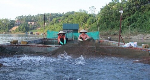 Tuyên Quang: Cá lồng chậm tiêu thụ vì ảnh hưởng dịch Covid-19