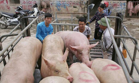 Giá lợn hơi hôm nay 3/7/2021: 2 miền Trung - Nam biến động từ 1.000 - 4.000 đồng/kg