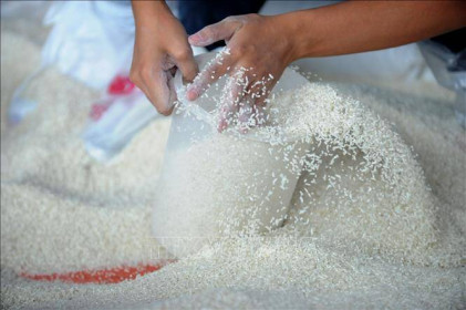 Giá gạo thế giới giảm xuống mức thấp nhất 15 tháng