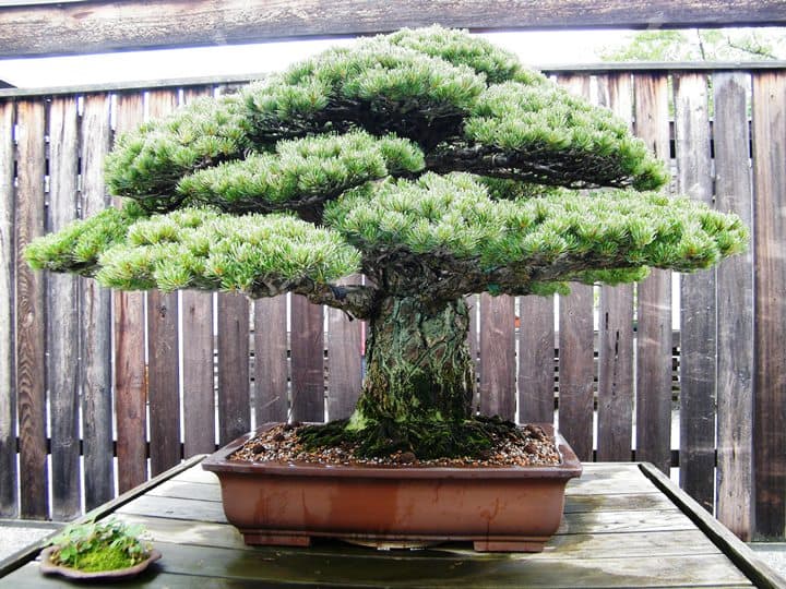 Những loại cây "đắt phát hãi", bán một cây mua được mấy ngôi nhà