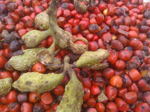 Người Hà thành mua loại hạt đặc sản Tây Bắc giá 3 triệu đồng/kg về chỉ để ướp thức ăn