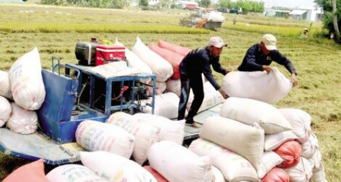 Việt Nam xuất bán hơn 3 triệu tấn gạo trong nửa đầu năm 2021