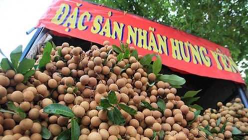 Quả nhãn Việt Nam tìm “cửa” vào thị trường Nhật Bản