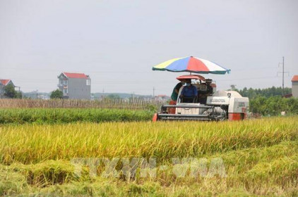 Cập nhật giá lúa gạo và các nông sản tuần qua