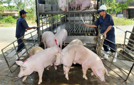 Giá lợn hơi ngày 21/7/2021: Có nơi tăng 3.000 đồng/kg