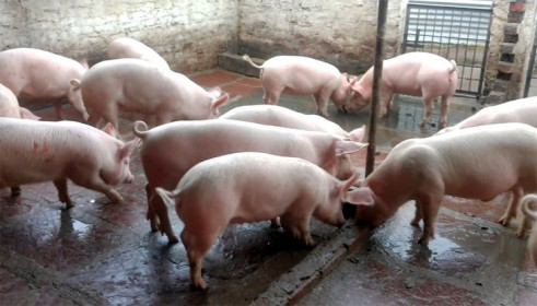 Giá lợn hơi ngày 22/7/2021: Miền Bắc tăng 1.000 - 2.000 đồng/kg