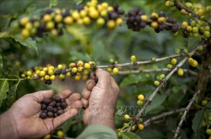 Giá cà phê tăng vọt vì thời tiết sương giá ở Brazil