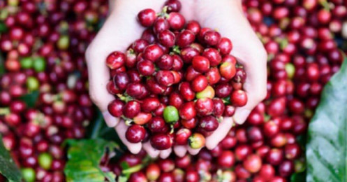 Giá cà phê xuất khẩu dự báo sẽ tiếp tục đà tăng, ngành cà phê trong nước có được hưởng lợi?