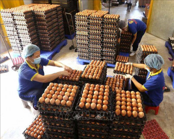 Giá trứng gia cầm ở Hà Nội tăng mạnh