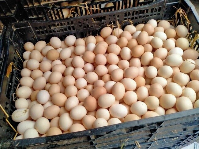 Trứng gà tăng giá gấp đôi, lái buôn tranh nhau mua, nông dân nhặt trứng không kịp bán