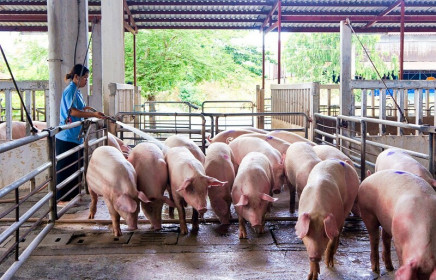 Giá lợn hơi ngày 30/7/2021: Tiếp tục giảm, tiệm cận mức “giải cứu” đầu năm 2017