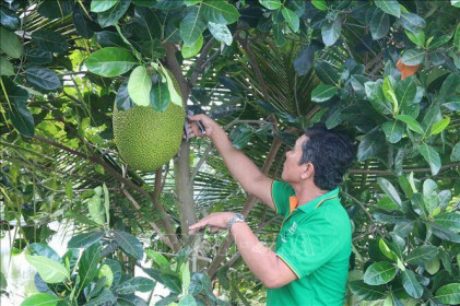 Giá mít Thái tăng gấp đôi giúp nông dân thêm thu nhập