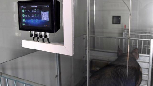 An ninh thịt lợn ở Trung Quốc: Lợn được nuôi trong “khách sạn” cao tầng