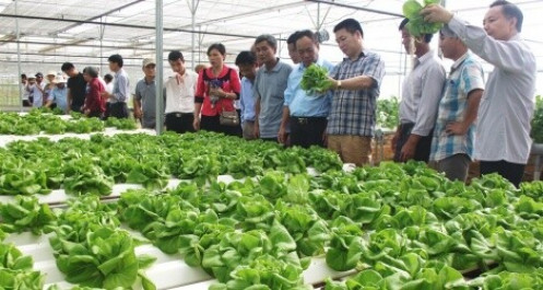 Đà Nẵng quy hoạch 4 vùng nông nghiệp công nghệ cao