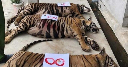 8 con hổ bị chết sau giải cứu ở Nghệ An: Xử lý tang vật thế nào?