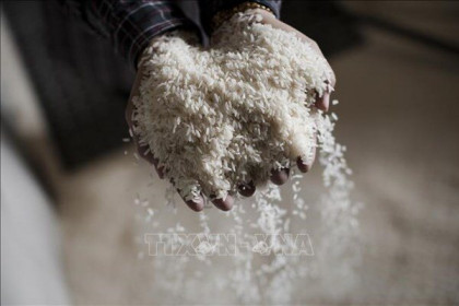 Thị trường nông sản thế giới: Giá gạo Ấn Độ giảm xuống thấp