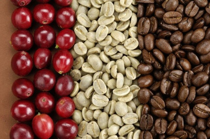 Giá cà phê hôm nay 8/8: Làn sóng bán tháo chốt lời dự báo một đợt tăng mạnh của cà phê trong tuần sau