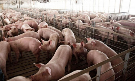 Giá lợn hơi ngày 9/8/2021: Để tránh thua lỗ, nhiều hộ dân “treo chuồng”