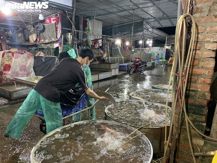 Ảnh: Chợ cá lớn nhất Hà Nội hoang vắng, tiểu thương nghỉ quá nửa vì COVID-19
