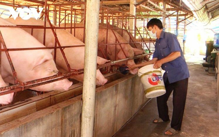 Giá lợn hơi xuống thấp, người chăn nuôi đang bị thua lỗ