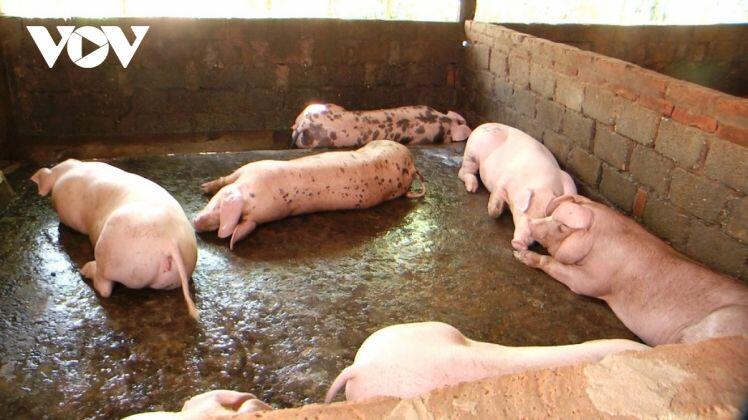 Giá lợn hơi xuống thấp, người chăn nuôi đang bị thua lỗ