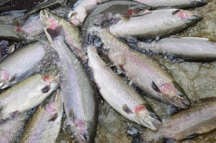 Cá hồi Sa Pa rớt giá thảm, nông dân càng nuôi càng lỗ