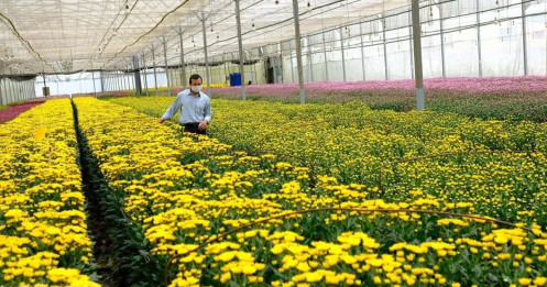 Lâm Đồng cần "giải cứu" hàng trăm triệu cành hoa, có loại 10 nghìn đồng/kg