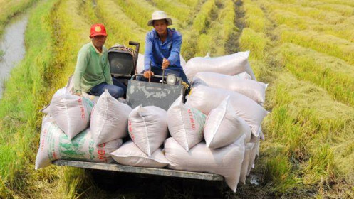 Yêu cầu ngân hàng hỗ trợ vốn cho thương nhân để tránh đứt gãy chuỗi cung ứng gạo