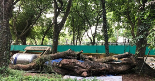 Hà Nội: Đấu giá trực tuyến 7 cây gỗ sưa được gần 235 tỷ đồng