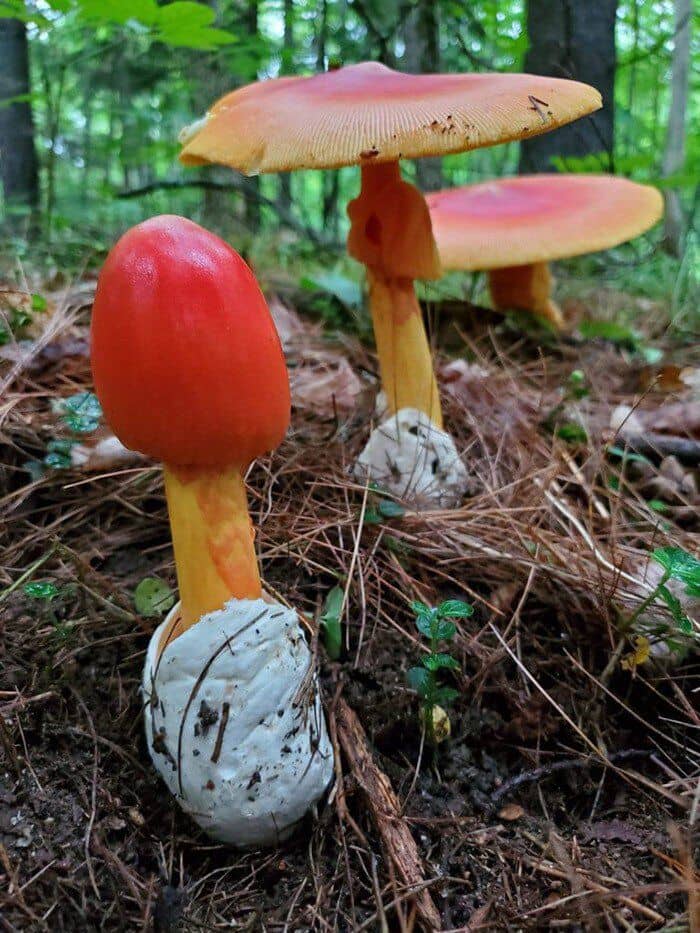 Đặc sản "trứng gà chồi lên từ đất" hiếm có, giá nửa triệu đồng/kg