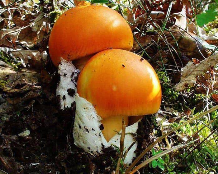 Đặc sản "trứng gà chồi lên từ đất" hiếm có, giá nửa triệu đồng/kg