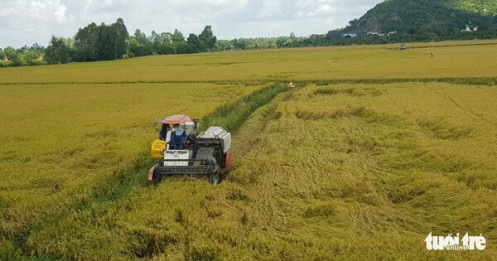 Hỏa tốc đề xuất Chính phủ yêu cầu ngân hàng cho doanh nghiệp vay vốn thu mua lúa gạo