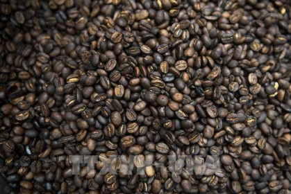 Giá cà phê hôm nay 13/8: Giảm nhẹ về mức 36.900 – 37.800 đồng/kg