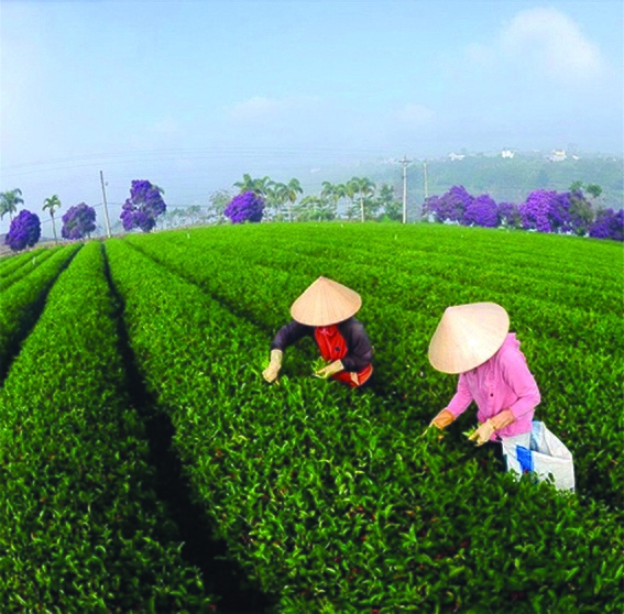 Đưa danh trà Việt đi khắp thế giới