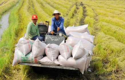 Tháo gỡ khó khăn trong tiếp cận vốn cho doanh nghiệp lúa gạo