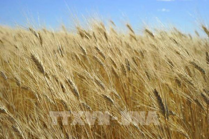 Thị trường nông sản Mỹ: Giá lúa mì và đậu tương tăng, ngô giảm nhẹ